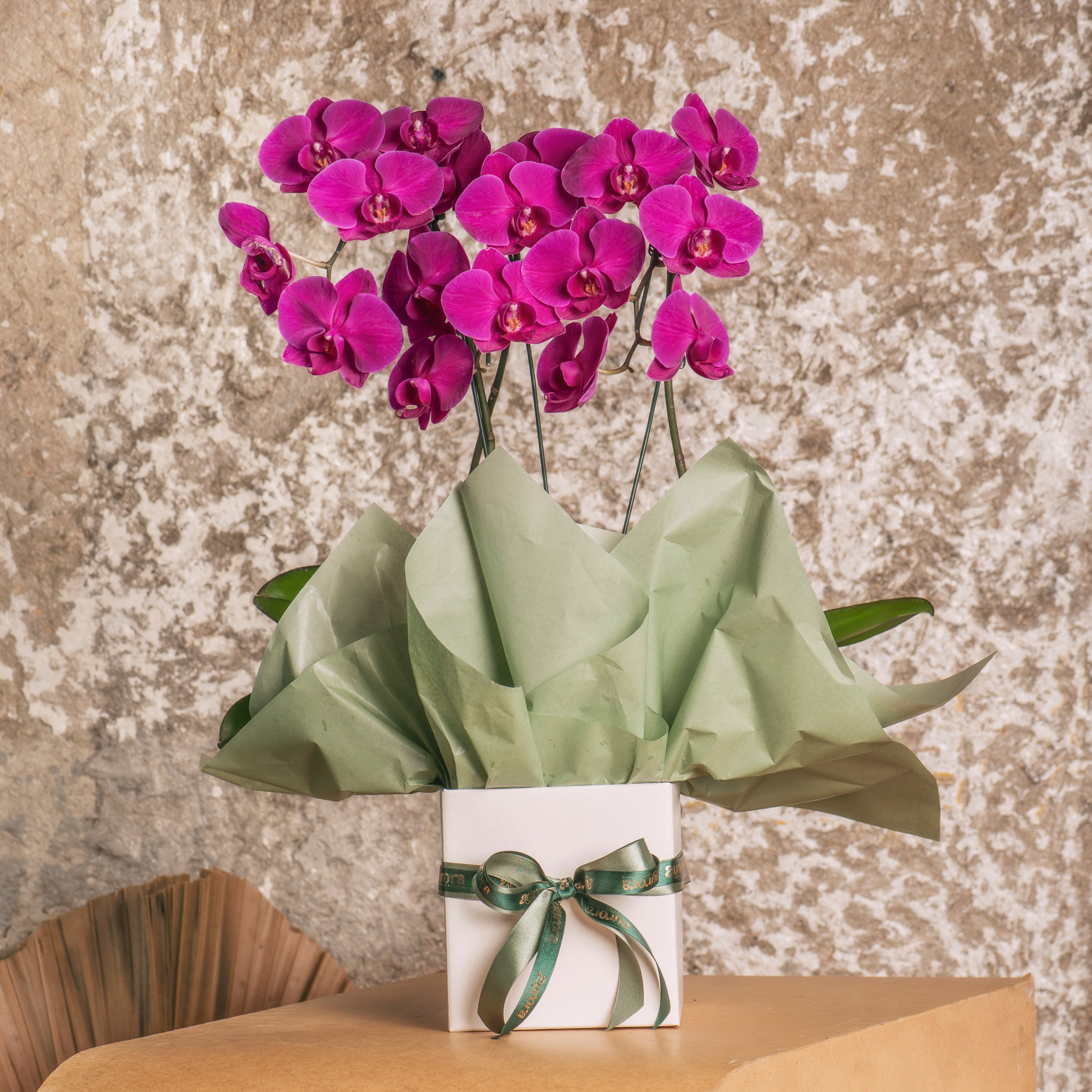 Orquídea Premium
