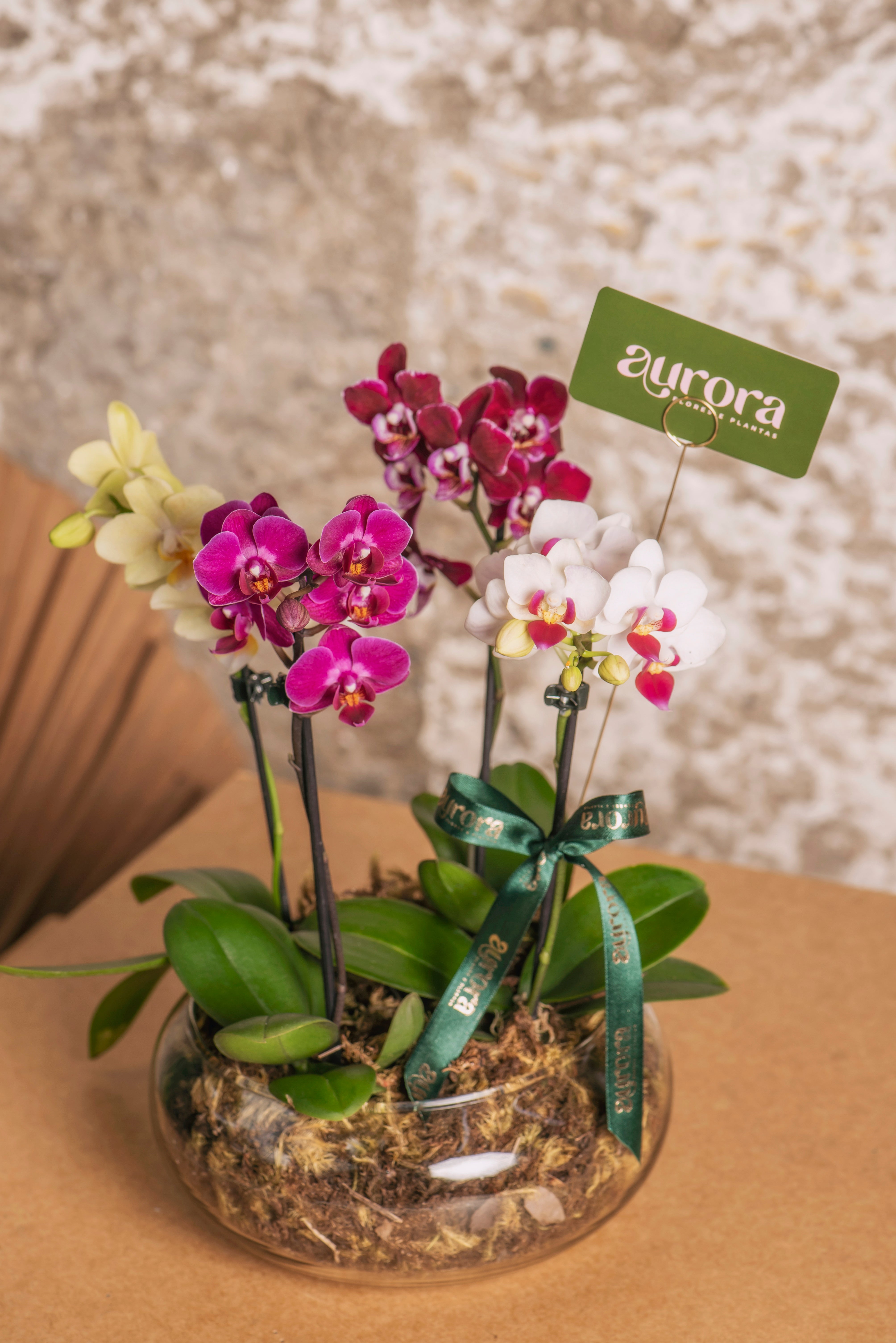 Jardim de Orquídeas