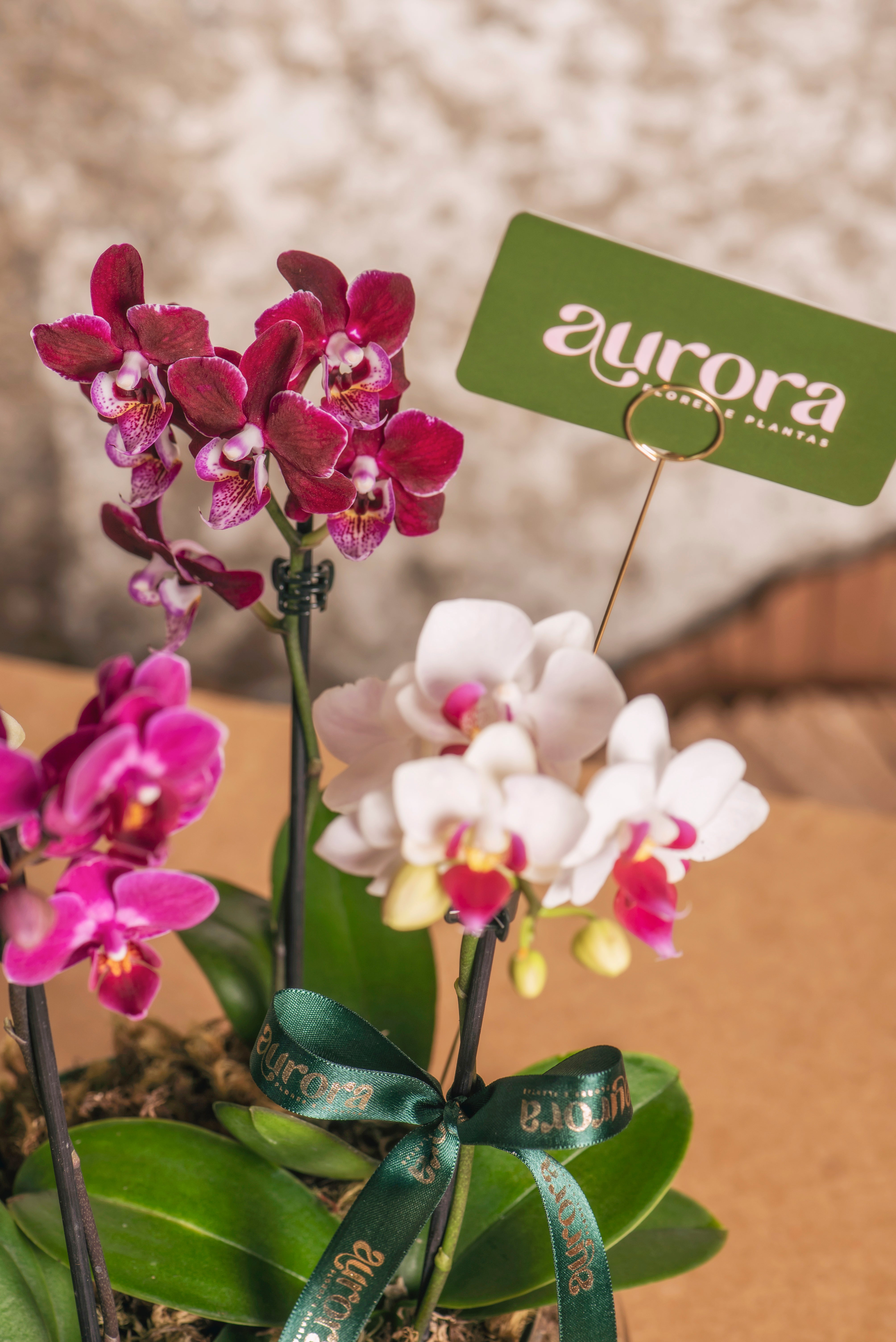 Jardim de Orquídeas