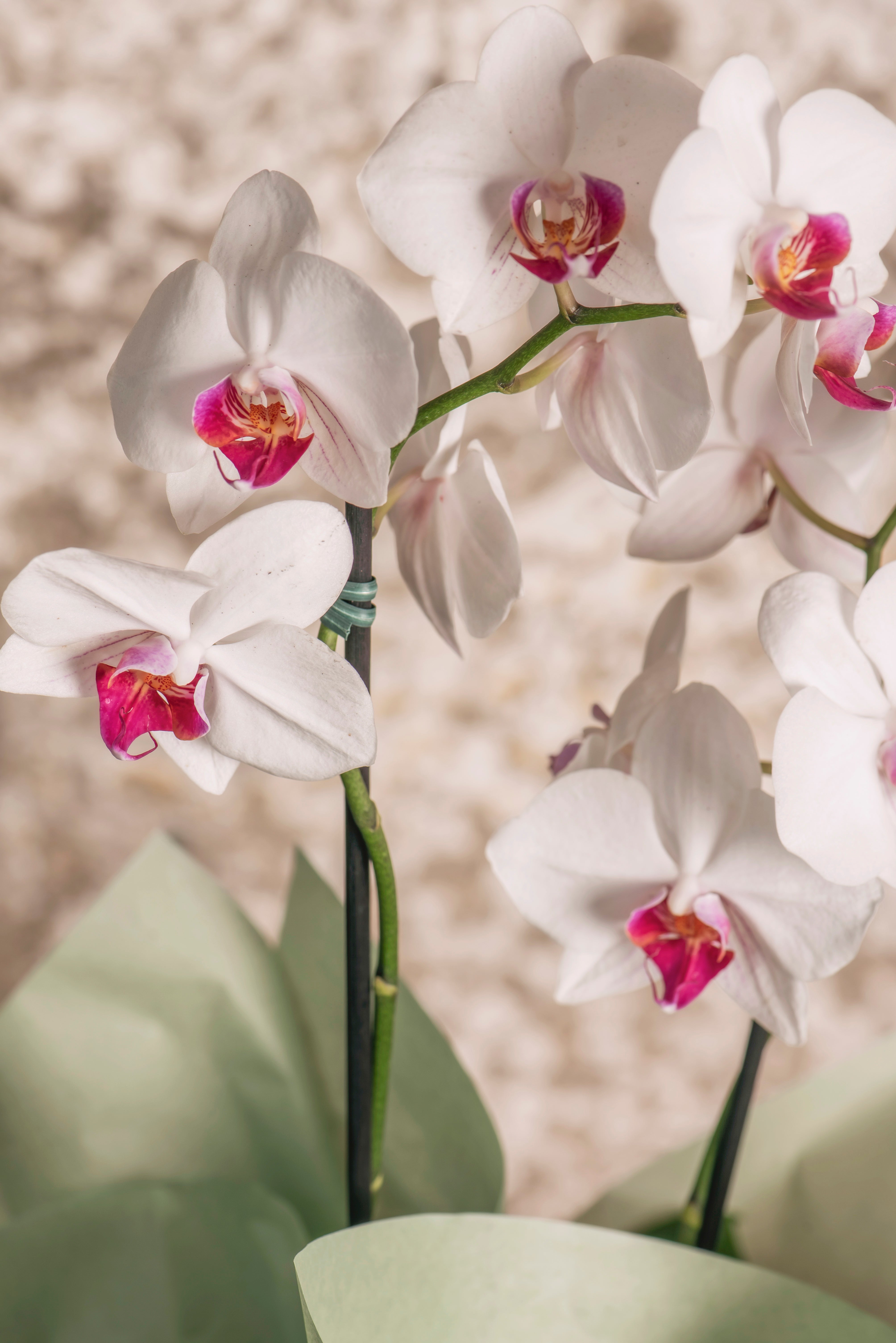 Orquídea Aurora