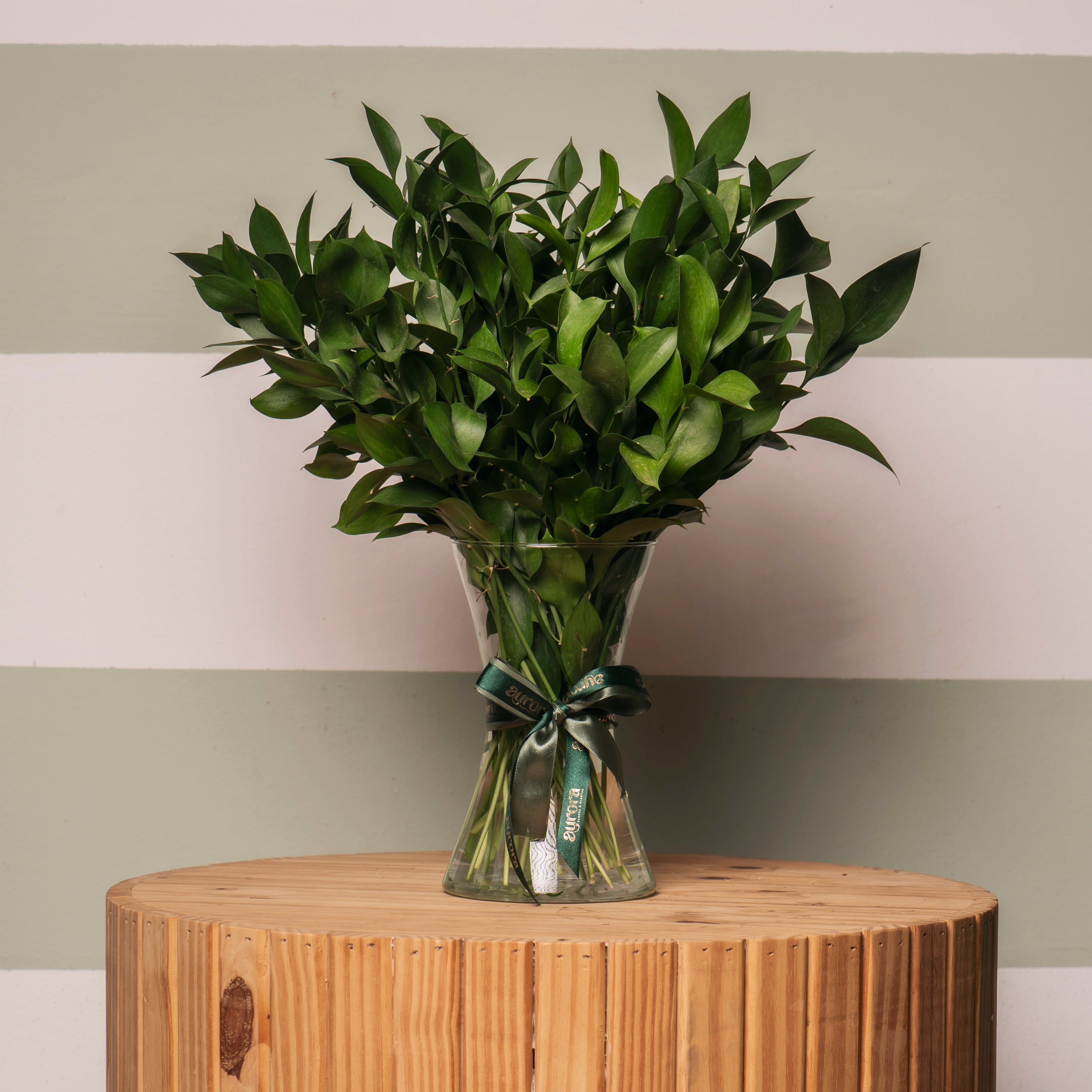 Home - Arranjo de Ruscus em Vaso