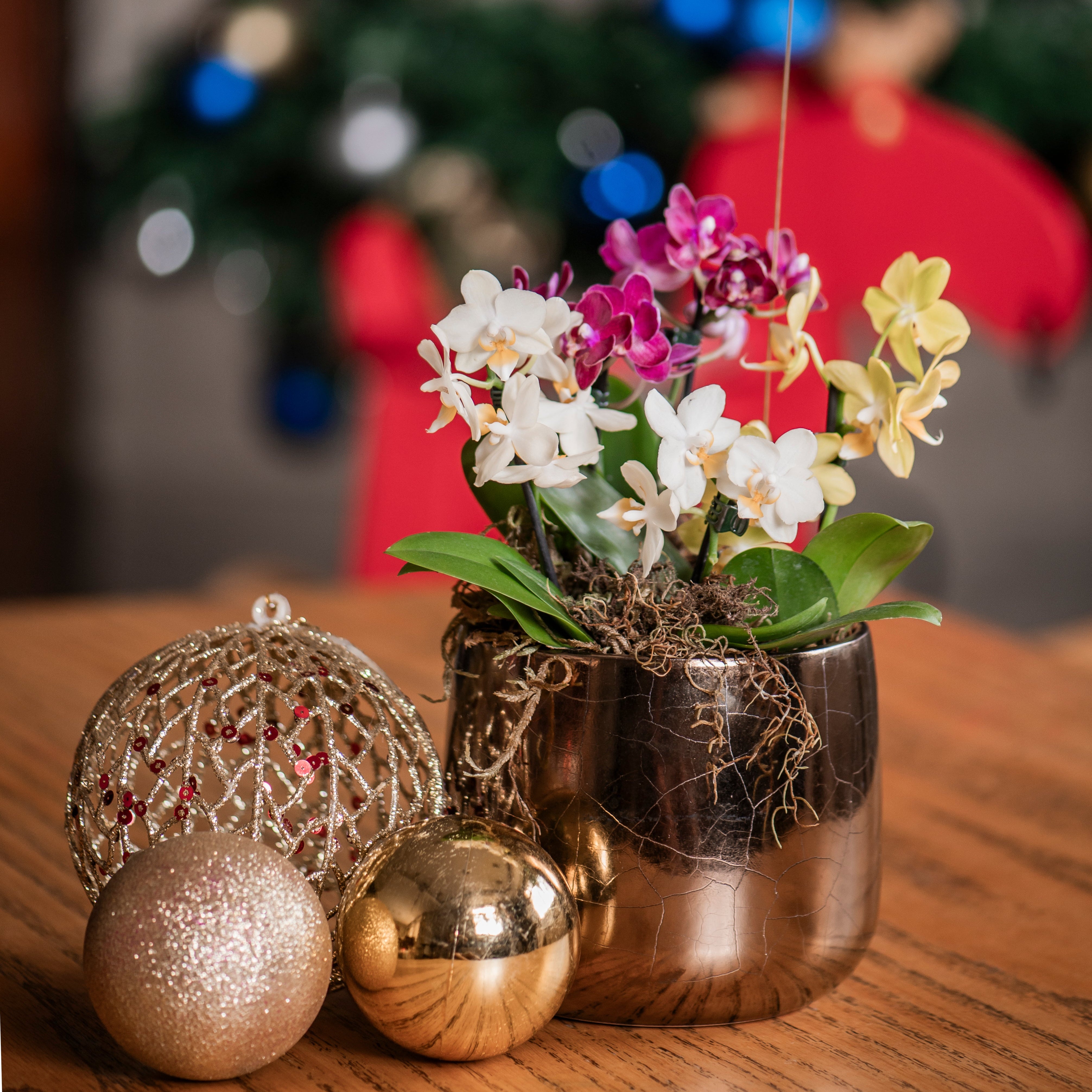 Jardim Mini Orquideas