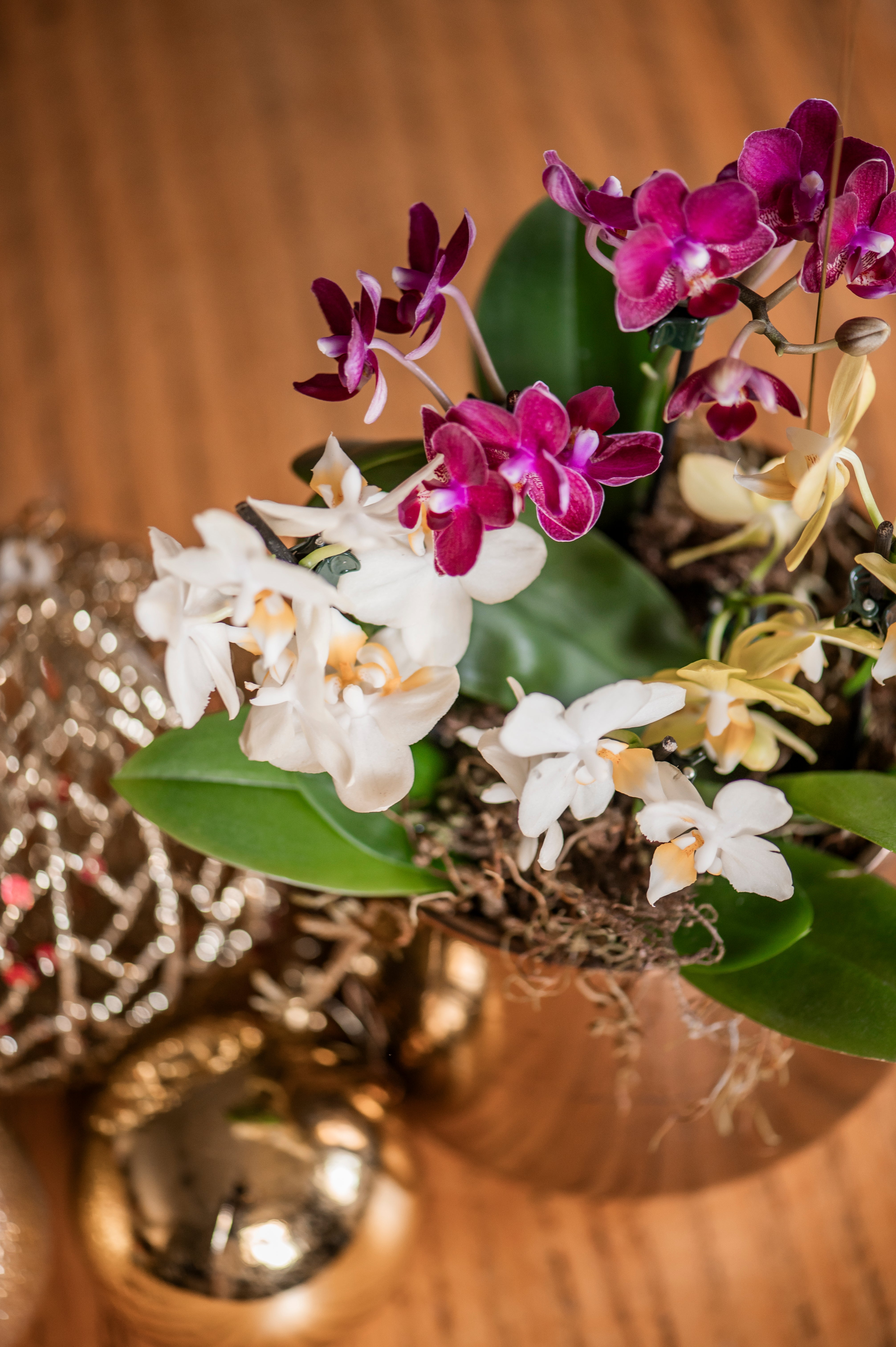 Jardim Mini Orquideas