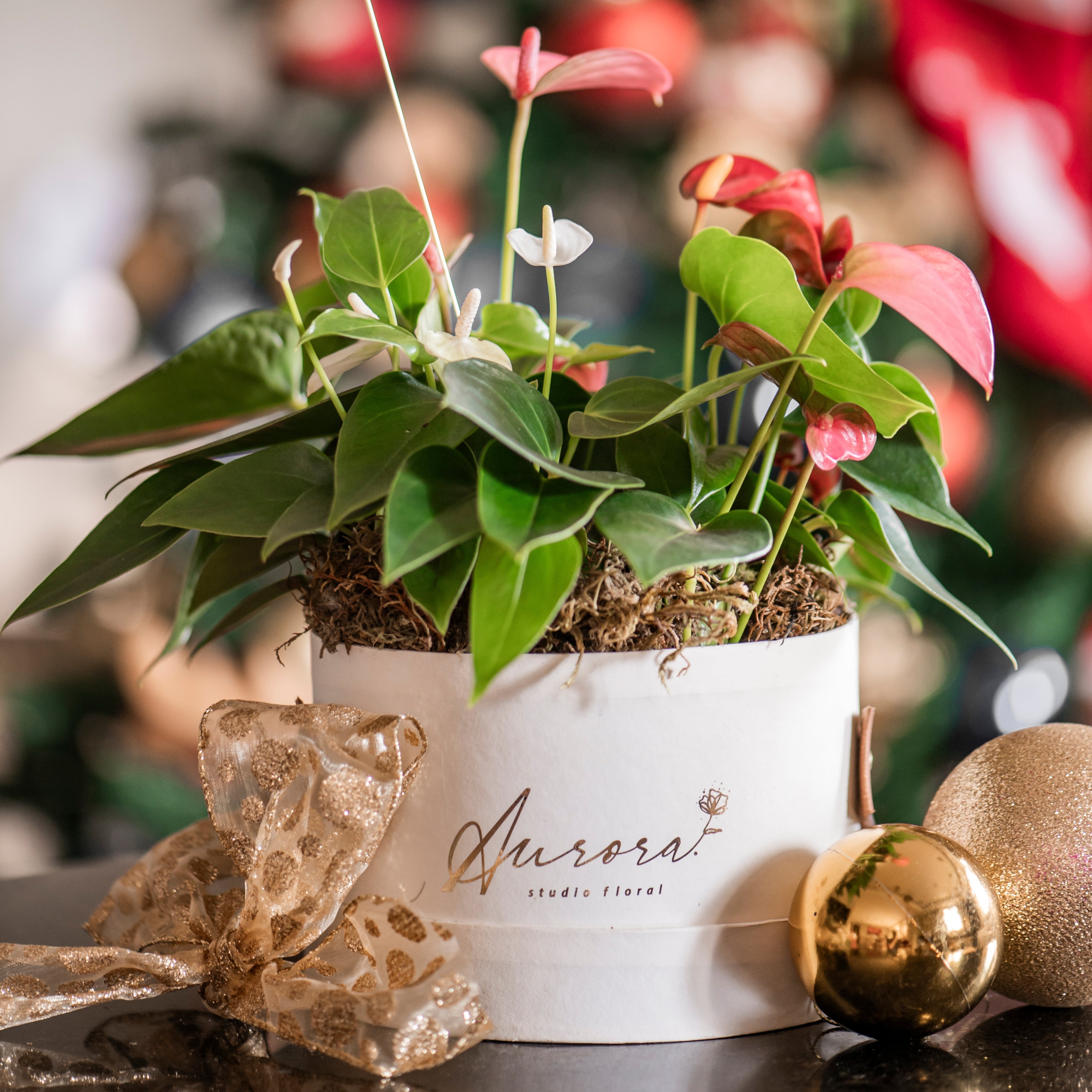 Jardim Mini Anthuriuns