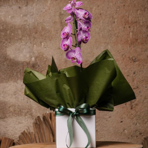 Orquídea Cascata
