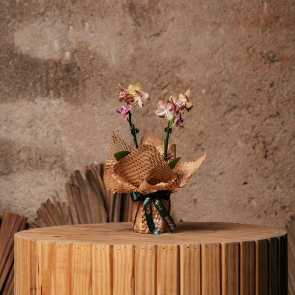 Mini Orquídea