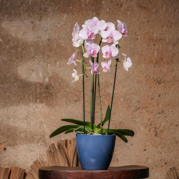 Assinatura Orquídea
