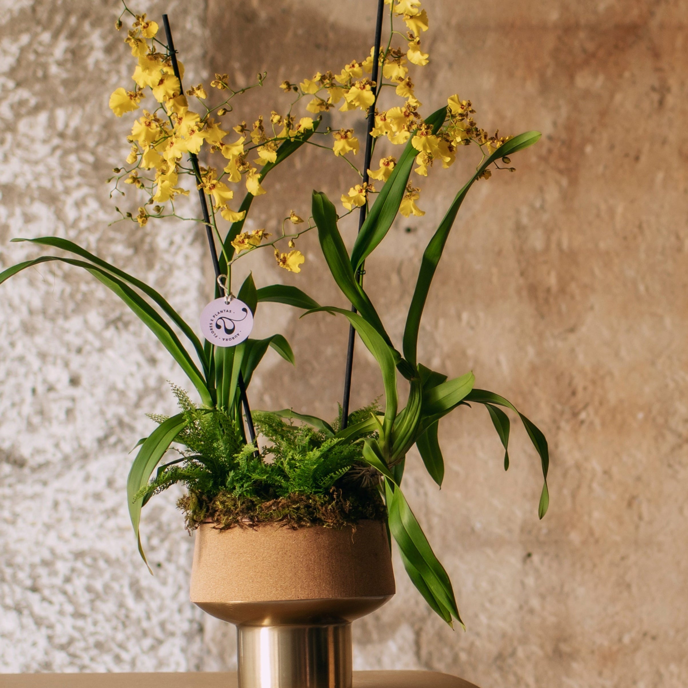 Jardim chuva de ouro