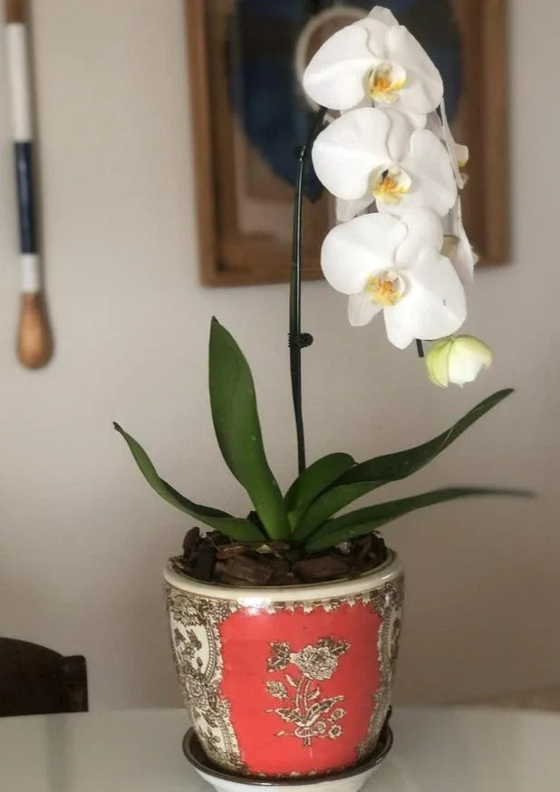 Assinatura Jardins de Orquídea Individual