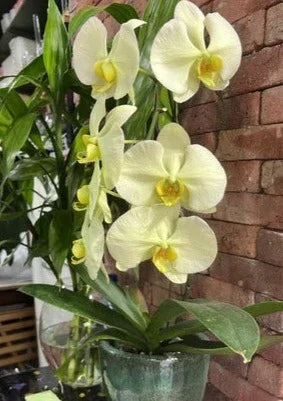 Assinatura Jardins de Orquídea Individual