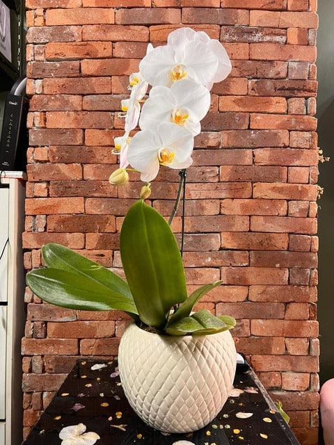 Assinatura Jardins P