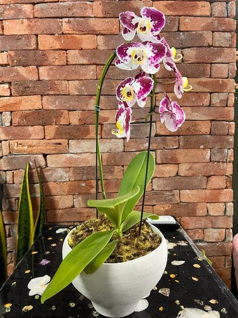 Assinatura Jardins P