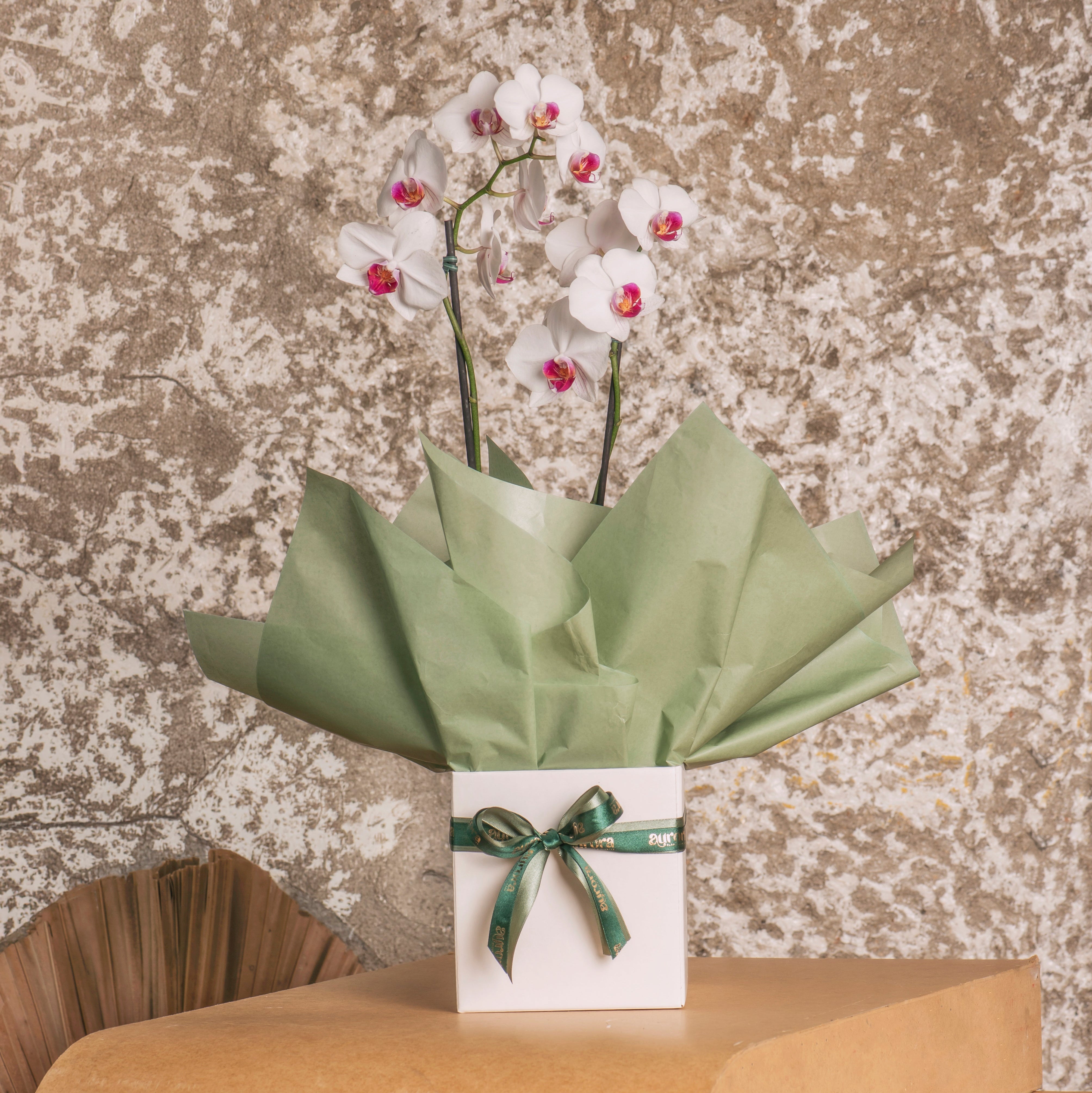 Orquídea Aurora