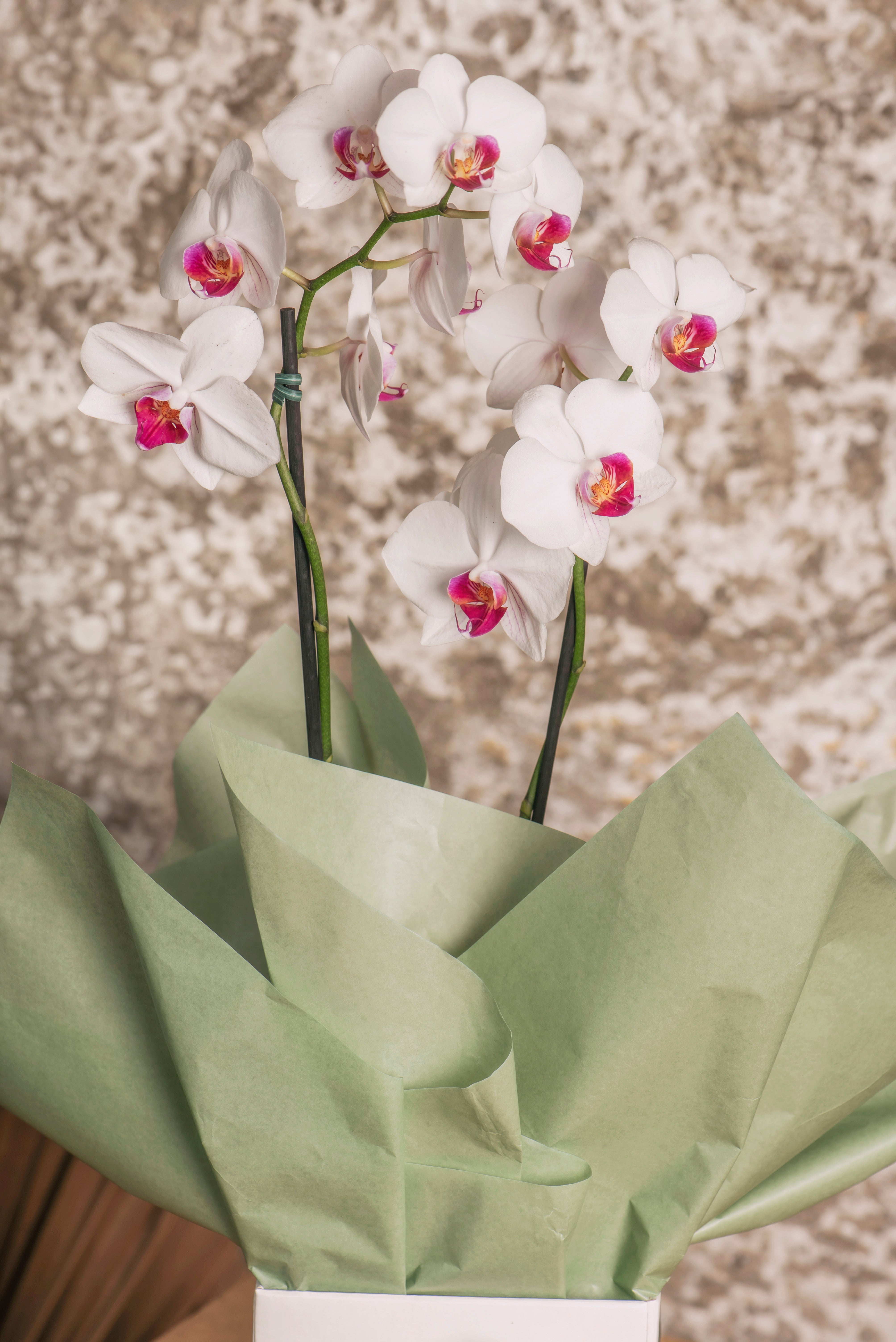 Orquídea Aurora