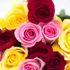 Botão de Rosa Comum Colorida