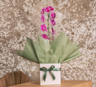 Orquídea Cascata