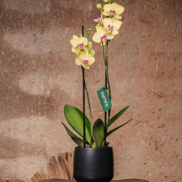 Assinatura Orquídea
